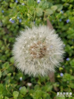 毛球