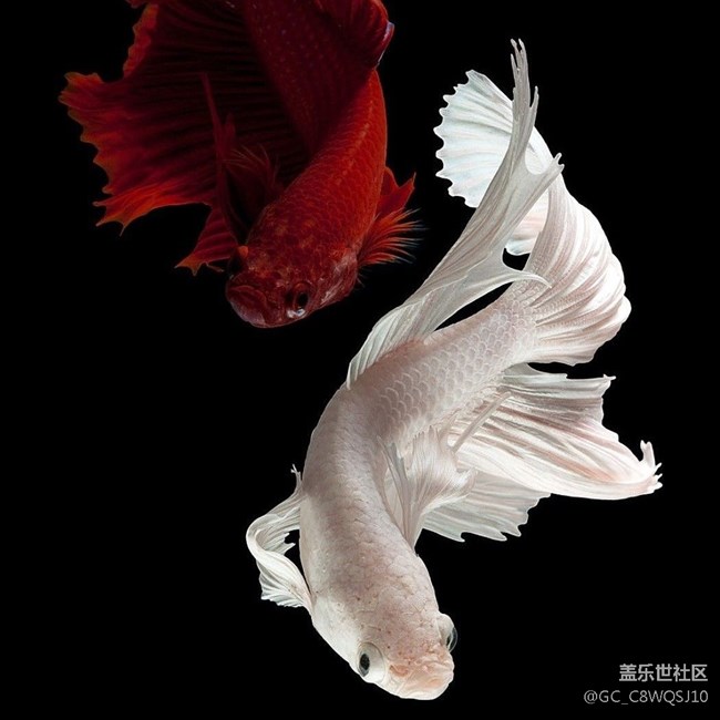 估计明天晚上将是吐槽高峰