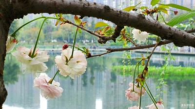 【四月你好】+樱花四月正芳菲