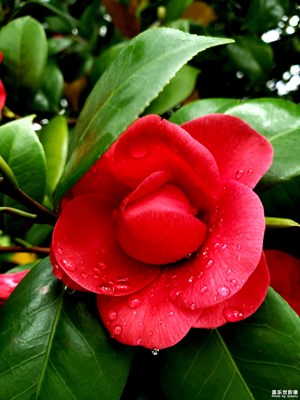 随手拍-上【雨天漫步 橘子洲头】
