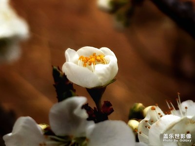 那些花儿