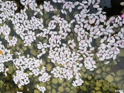 【四月你好】+芳菲静