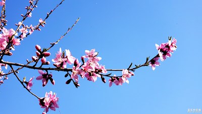 【阳光的味道】+人间四月芳菲尽