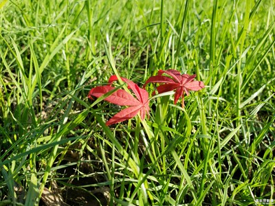 【阳光的味道】+温暖在心田