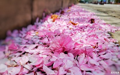 那片落花