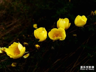 【不负好春光】+花开的季节