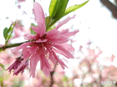 【不负好春光】+菊花桃
