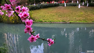 桃花朵朵开
