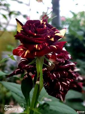 秀秀我的花