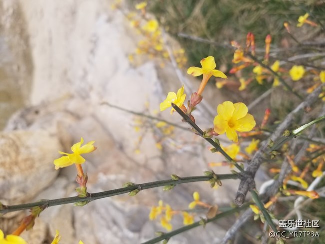 美丽浐灞的那些花儿，怀念那学年一起战斗的日子