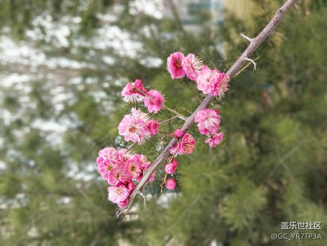 美丽浐灞的那些花儿，怀念那学年一起战斗的日子