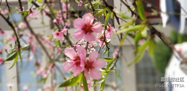 美丽浐灞的那些花儿，怀念那学年一起战斗的日子