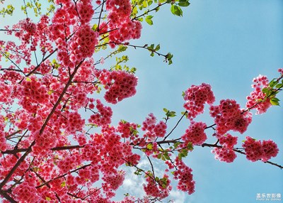 那些花S9+拍摄