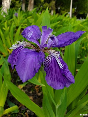 随手拍之草花