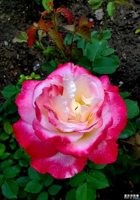 Flower_1