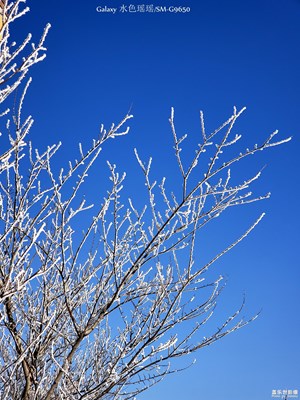 那树，那雪