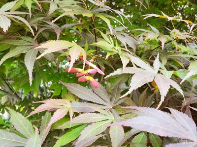 红枫绿枫竟相长