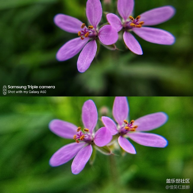 A60元气版摄影比对测试