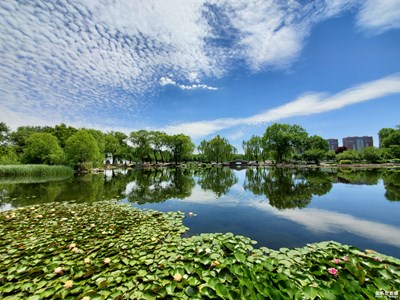 鱼鳞云