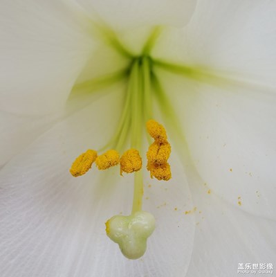 百合花开