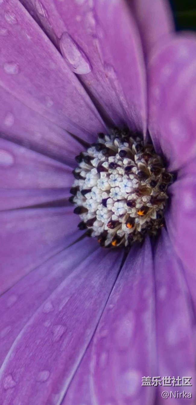漂亮的紫花壁纸，现已打包上传
