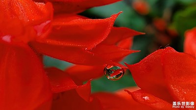 花之杂拍一组