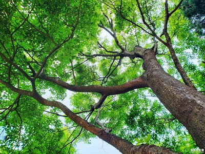 苍翠树木