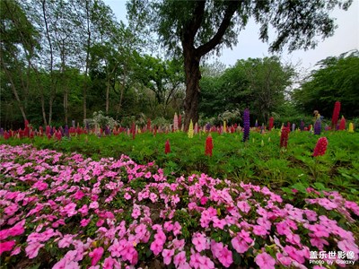一组花花