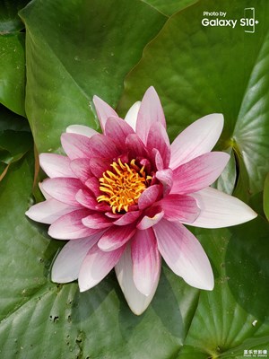 睡莲