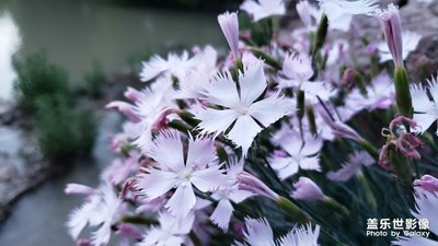 【美丽家园】+芬芳四溢石竹花
