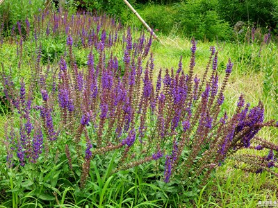 山花烂漫