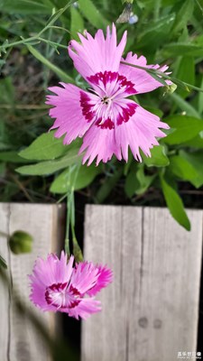 【端午风情】+芬芳四溢石竹花（二）