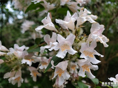 【走进夏天】+白花花
