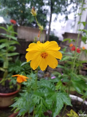 发几张雨中花