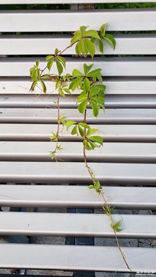 【走进夏天】+爬山虎的故事