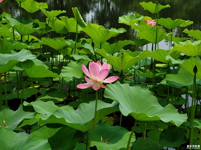 【走进夏天】+生如夏花