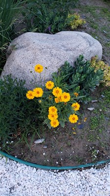一花一世界