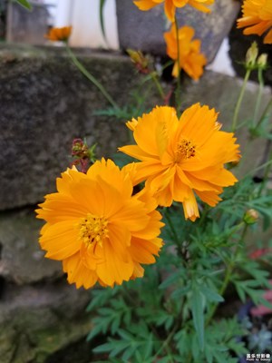 花来了