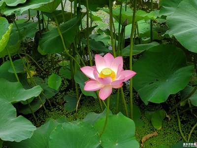 S10+随拍，夏日荷花