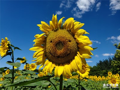 向阳花
