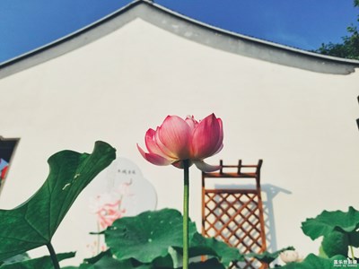 夏荷，聆听时光的声音