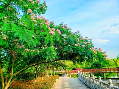 合欢花
