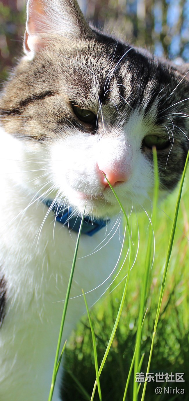 漂亮的猫壁纸，现已打包上传