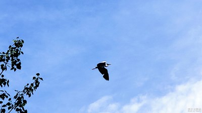 【向往的天空】+我的天空