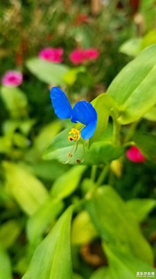 “蓝色蝴蝶”