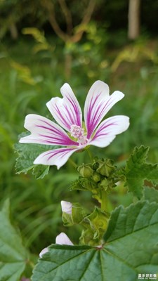 依然野花