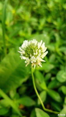 河边的小野草