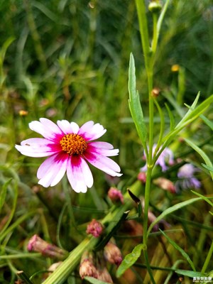 不“打鸣”的金鸡菊