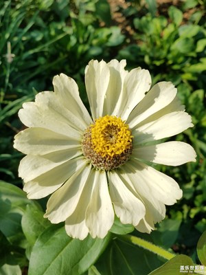 百日菊