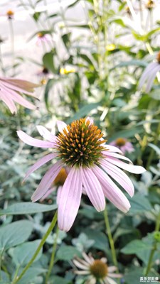 路边的松果菊